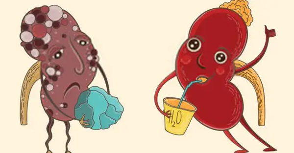 肾脏.png